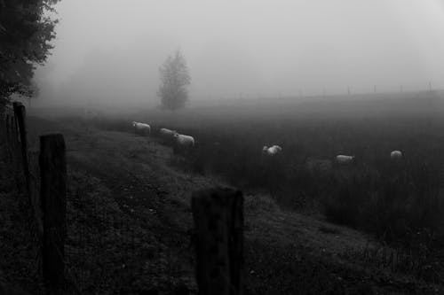 Free Monochrome Photograph of a Herd of Sheep on the Grass Stock Photo