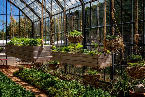 增長, 懸掛植物, 溫室 的 免費圖庫相片