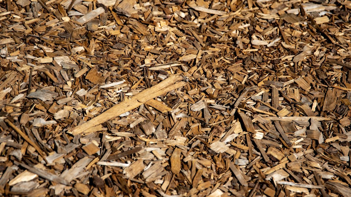 Techniques de paillage innovantes pour lété