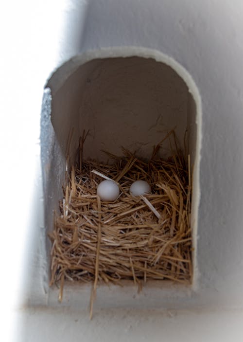 Darmowe zdjęcie z galerii z gniazdo, jaja ptasie, jajka