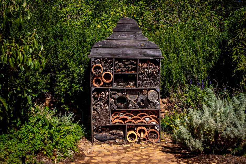 Des fleurs éclatantes dans un jardin écologique. Des fleurs éclatantes dans un jardin écologique.