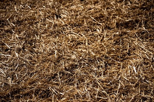 Detailed close-up view of dry straw texture under natural daylight. Perfect for backgrounds.