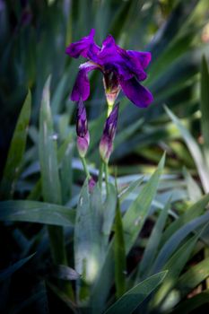 purple iris flower