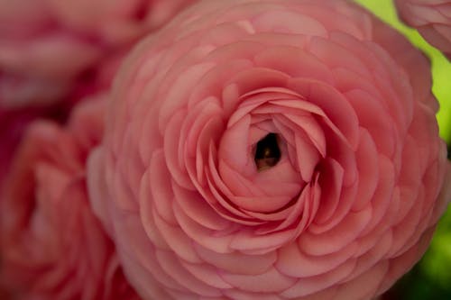 Pink Flowers in Close-up Photography