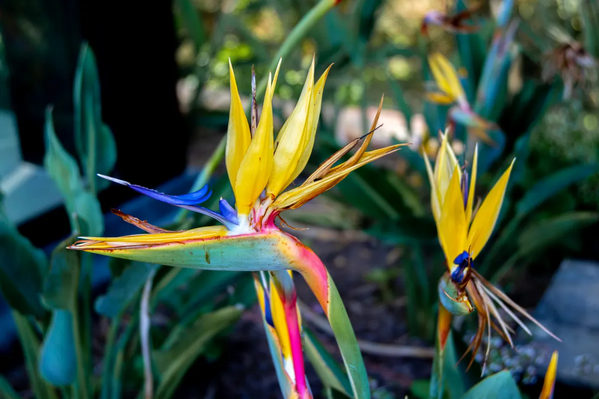 A striking orange and blue bird of paradise, a dramatic tropical Hawaiian flower