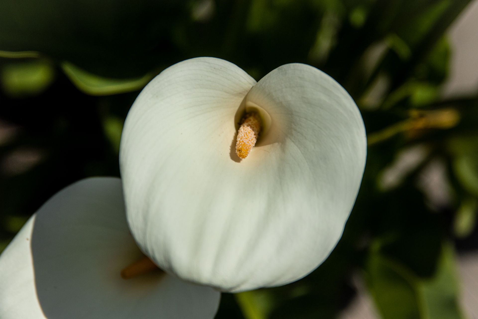 Detailed close-up of a white calla lily flower highlighting its delicate petals.
