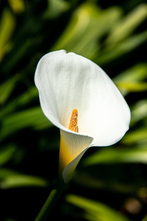 Základová fotografie zdarma na téma arum lily, bílá květina, detail
