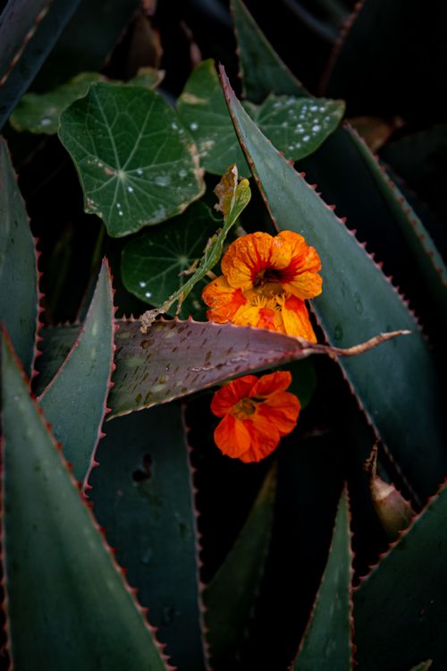 Free Bright orange nasturtium flowers nestled among sharp aloe leaves, offering a striking contrast in nature. Stock Photo