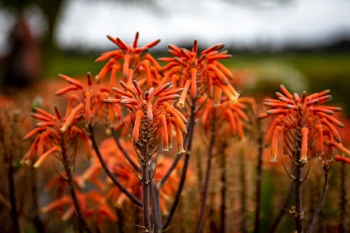 Kostnadsfri bild av blomfotografi, blomning, närbild