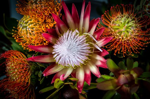 Δωρεάν στοκ φωτογραφιών με protea, άγρια λουλούδια, ανάπτυξη Φωτογραφία από στοκ φωτογραφιών