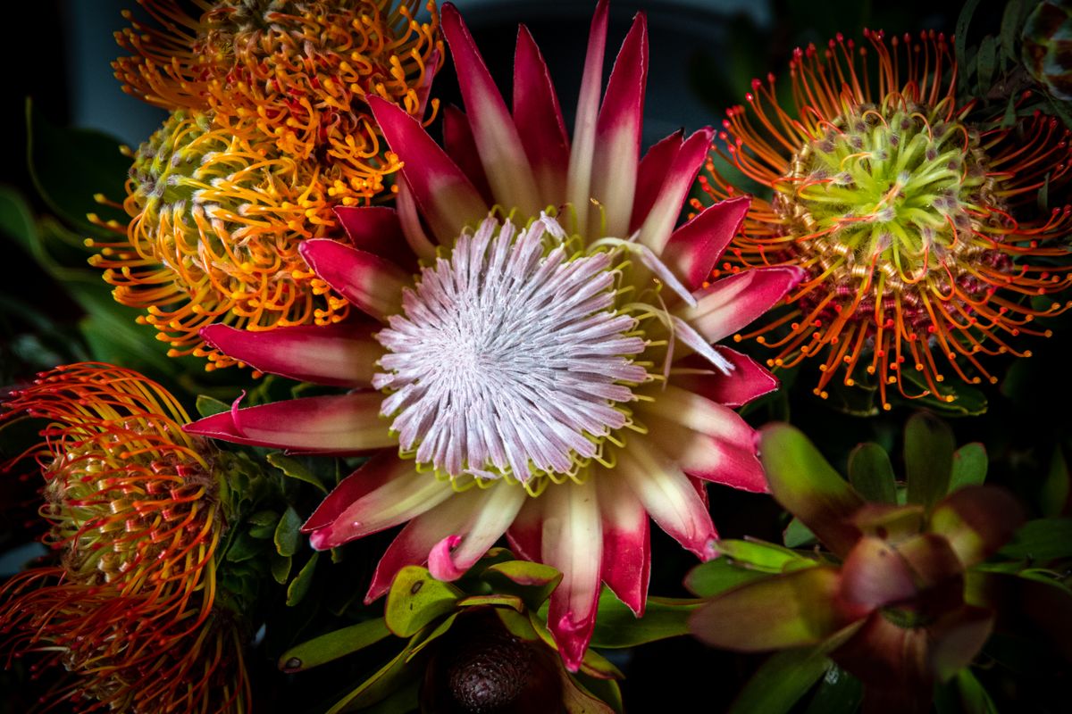 Exotic and unusual flower arrangement with rare tropical blooms