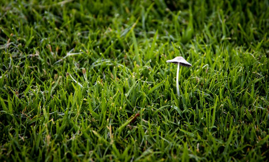 Close-up of a single mushroom growing amidst lush green grass, showcasing nature's beauty and growth.