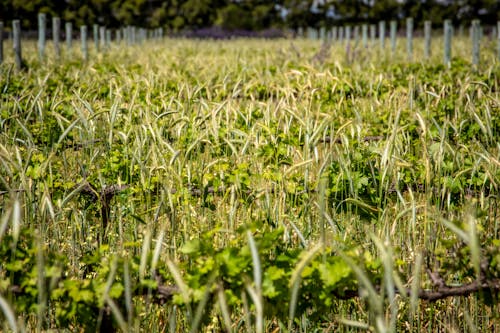 Photos gratuites de agriculture, campagne, clairière