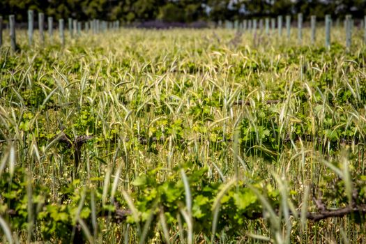 Barley Crops on a Farm