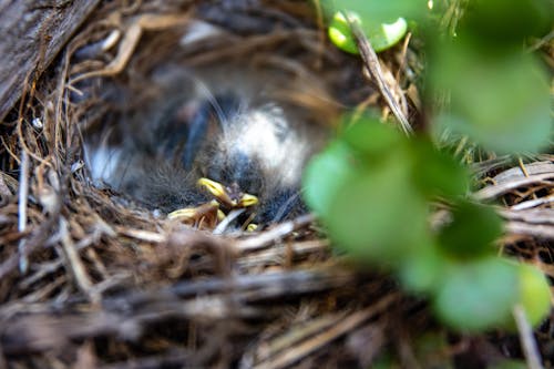 Hatchling on a Bird's Nest 