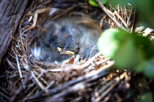 Hatchling on a Bird's Nest