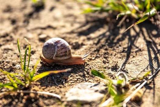 A snail moves slowly across the soil surrounded by grass under natural lighting.