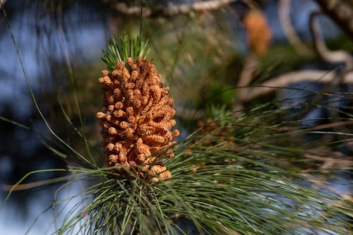 Close-up of a Cone on a Pine Tree