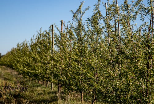 Darmowe zdjęcie z galerii z gospodarstwo, natura, plantacja