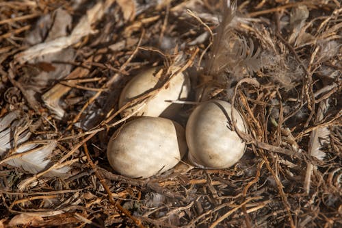 Photograph of Eggs on a Nest