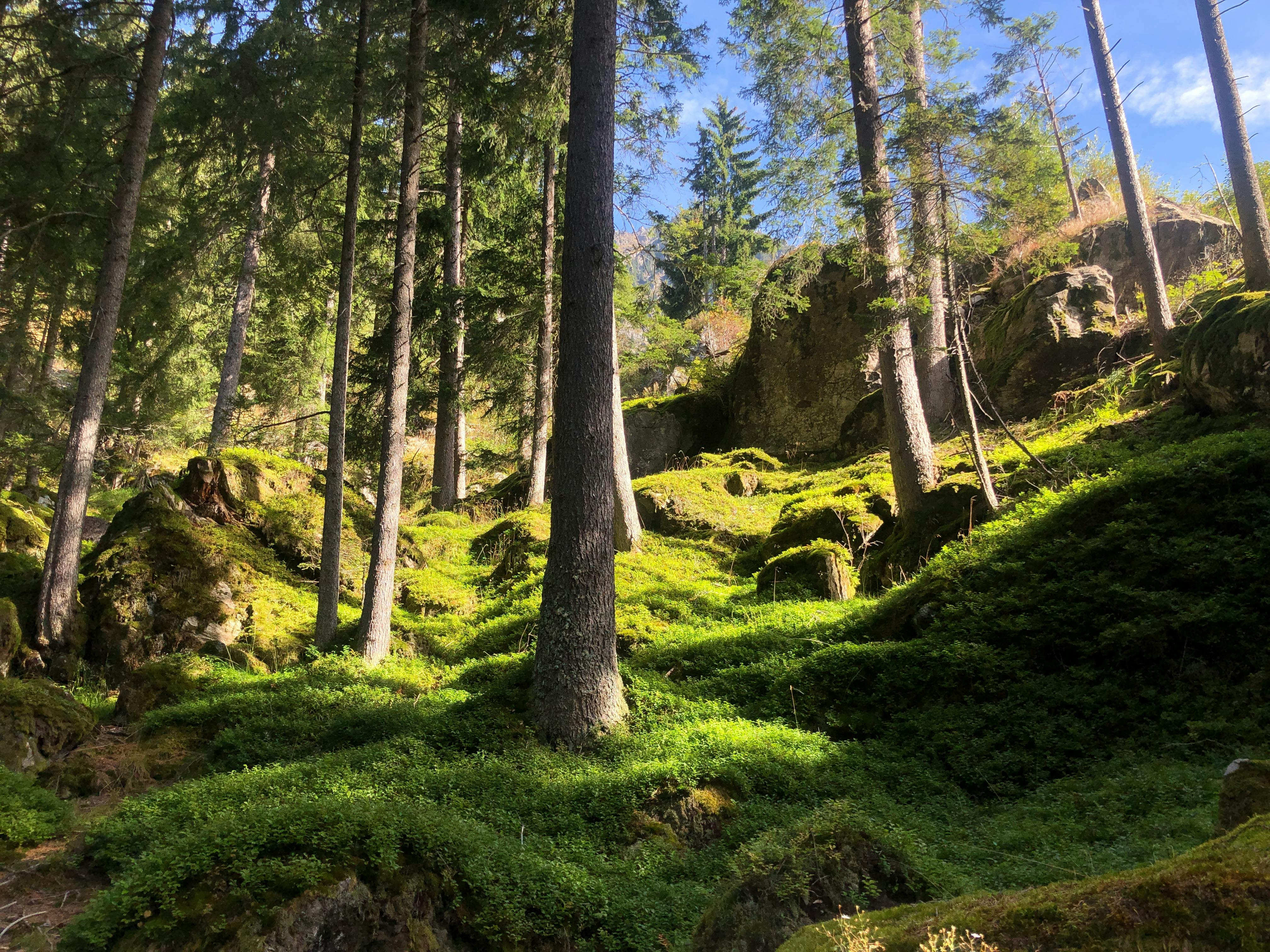 Covered With Moss Rocks And Tree Stock Photo - Download Image Now