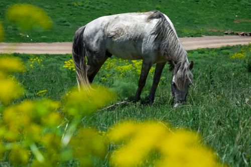 Free stock photo of animal, animal lover, beautiful nature Stock Photo