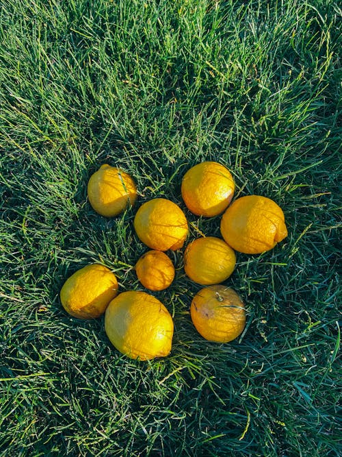 Darmowe zdjęcie z galerii z cytryny, owoce cytrusowe, pionowy strzał