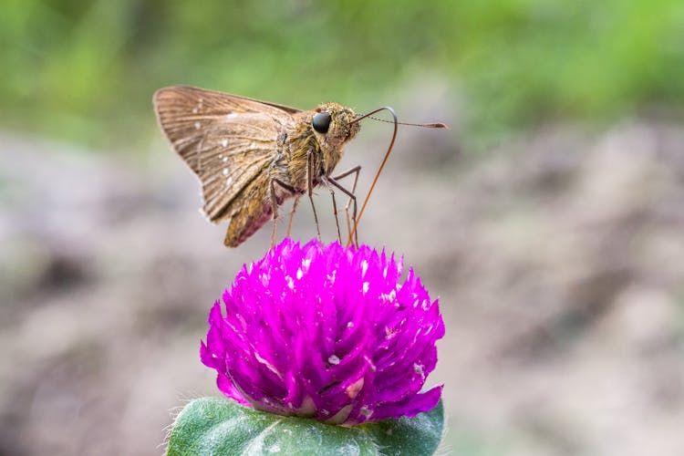 Small Branded Swift On A Purple Flower