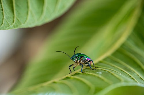 Close Up Photo of Bug on Green Leaf