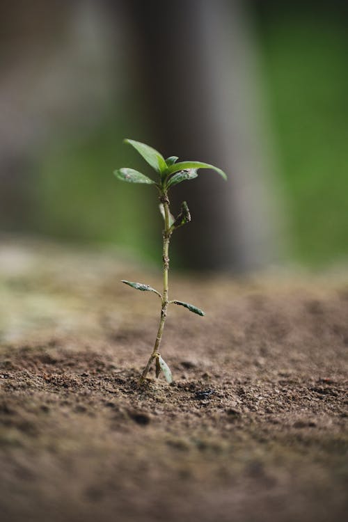 Close-up on Tiny Sprout