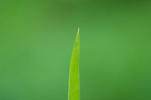 Close Up Photo of a Green Leaf