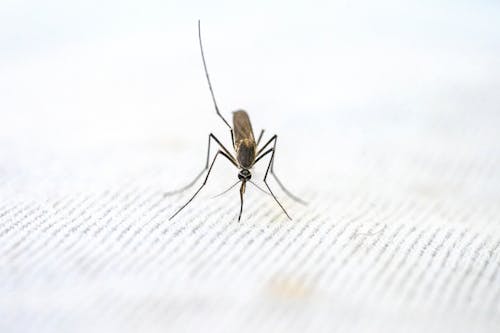 Close-Up View of Mosquito