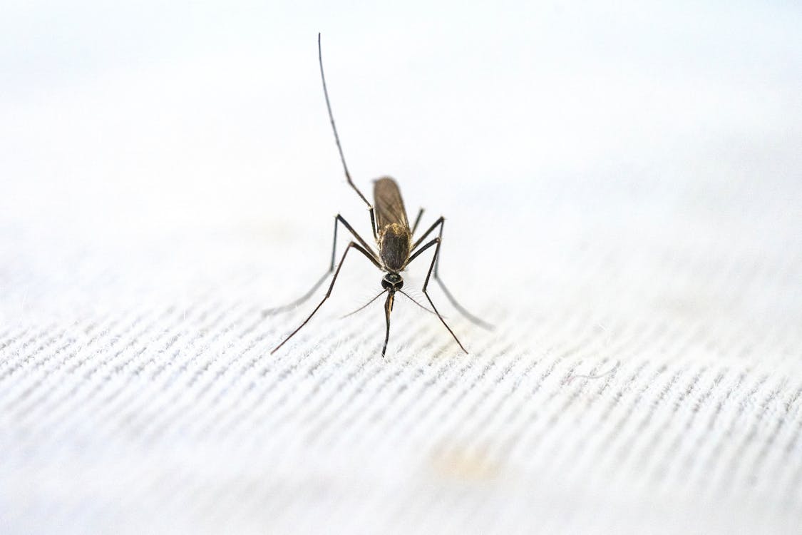 傳染病-瘧疾-防蚊
