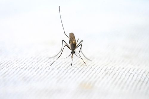 Mosquito treatment