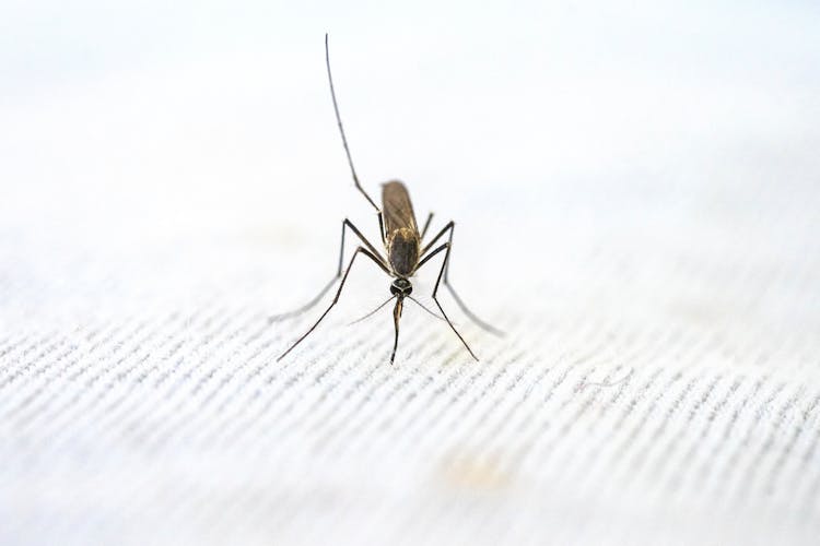 Close-Up View Of Mosquito