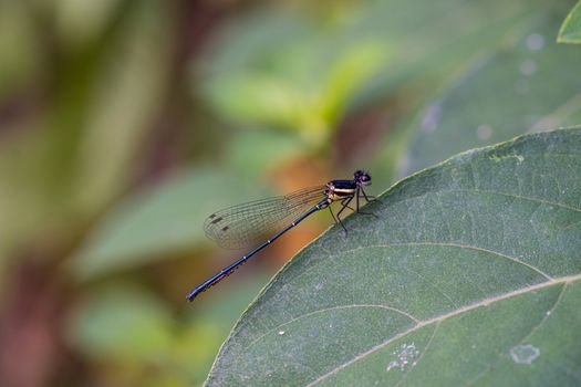 Close up Photo of Damselfly on Green Leaf