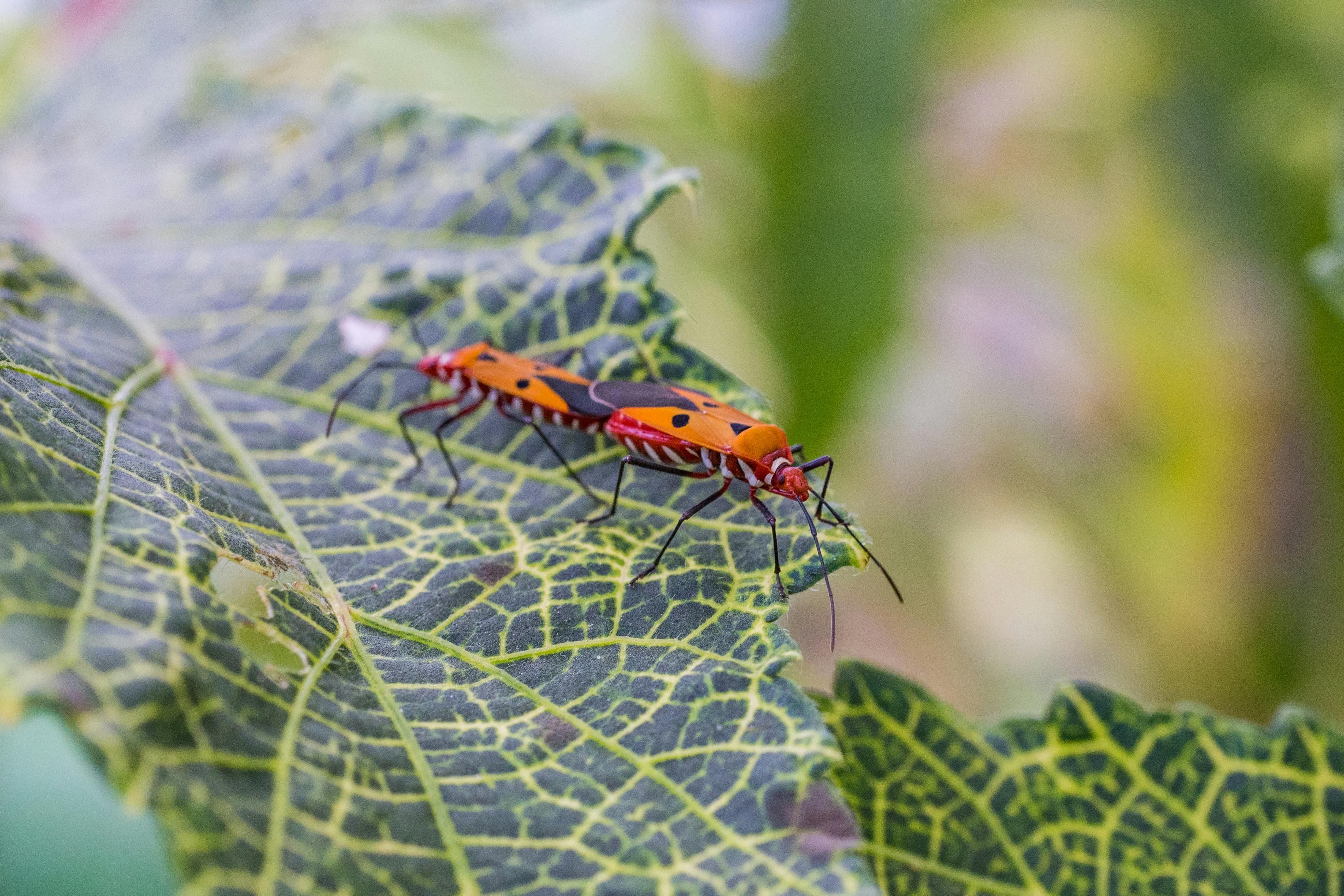Two Dysdercus cingulatus bugs on a leaf captured in high detail, showcasing vibrant colors.