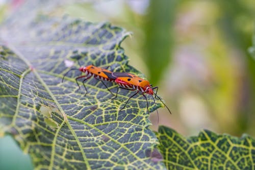 Orange Bugs in Close Up Photography