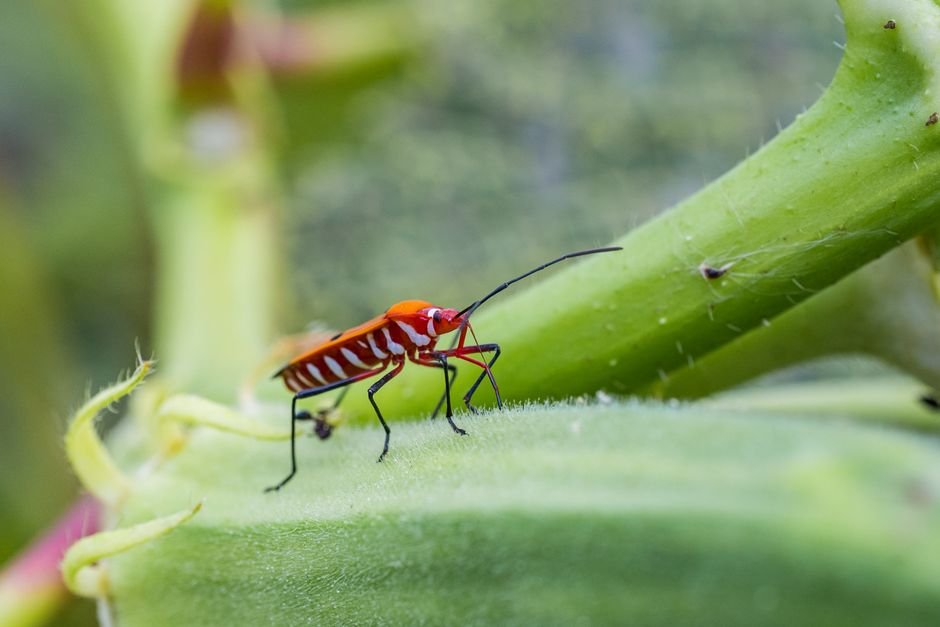 Macro shot of a Dysdercus cingulatus, also known as a red cotton stainer, on a plant stem.