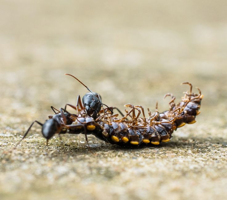 pest control near me