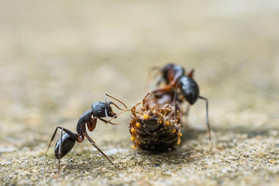 camponotus, アリと獲物, アリのチームワークの無料の写真素材