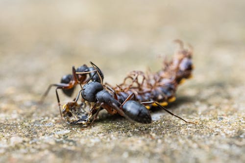 Kostenloses Stock Foto zu ameisen, extreme nahaufnahme, insekten
