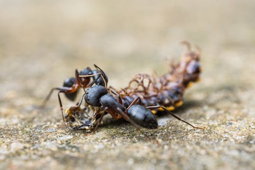 Extreme Close up of Ants