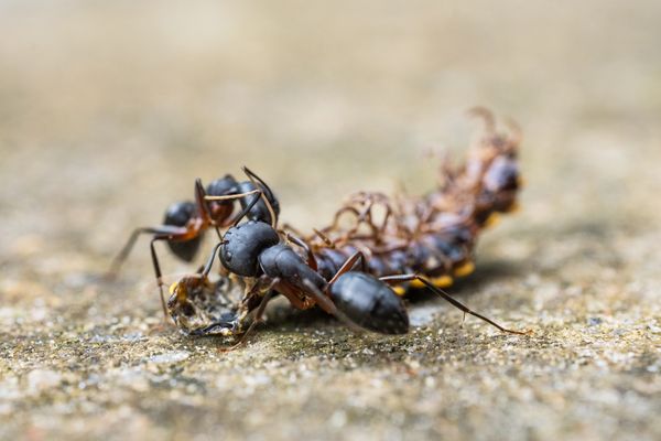 Ants trailing before baiting treatment