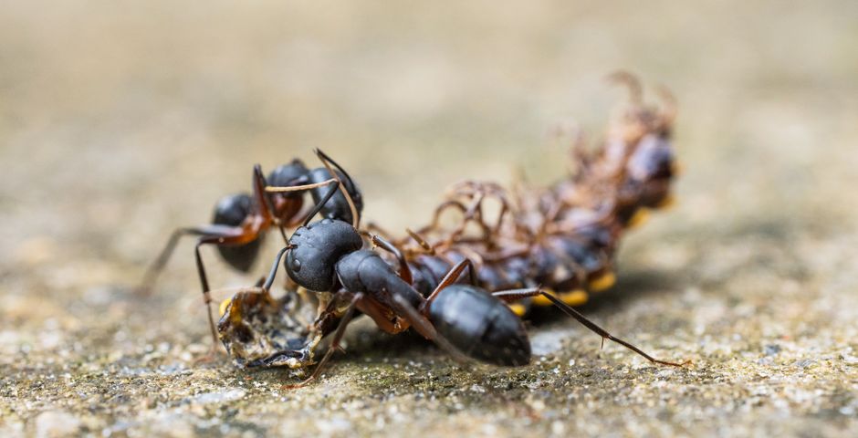 Macro shot of ants working on a surface — gel bait works because the workers do the delivery for you