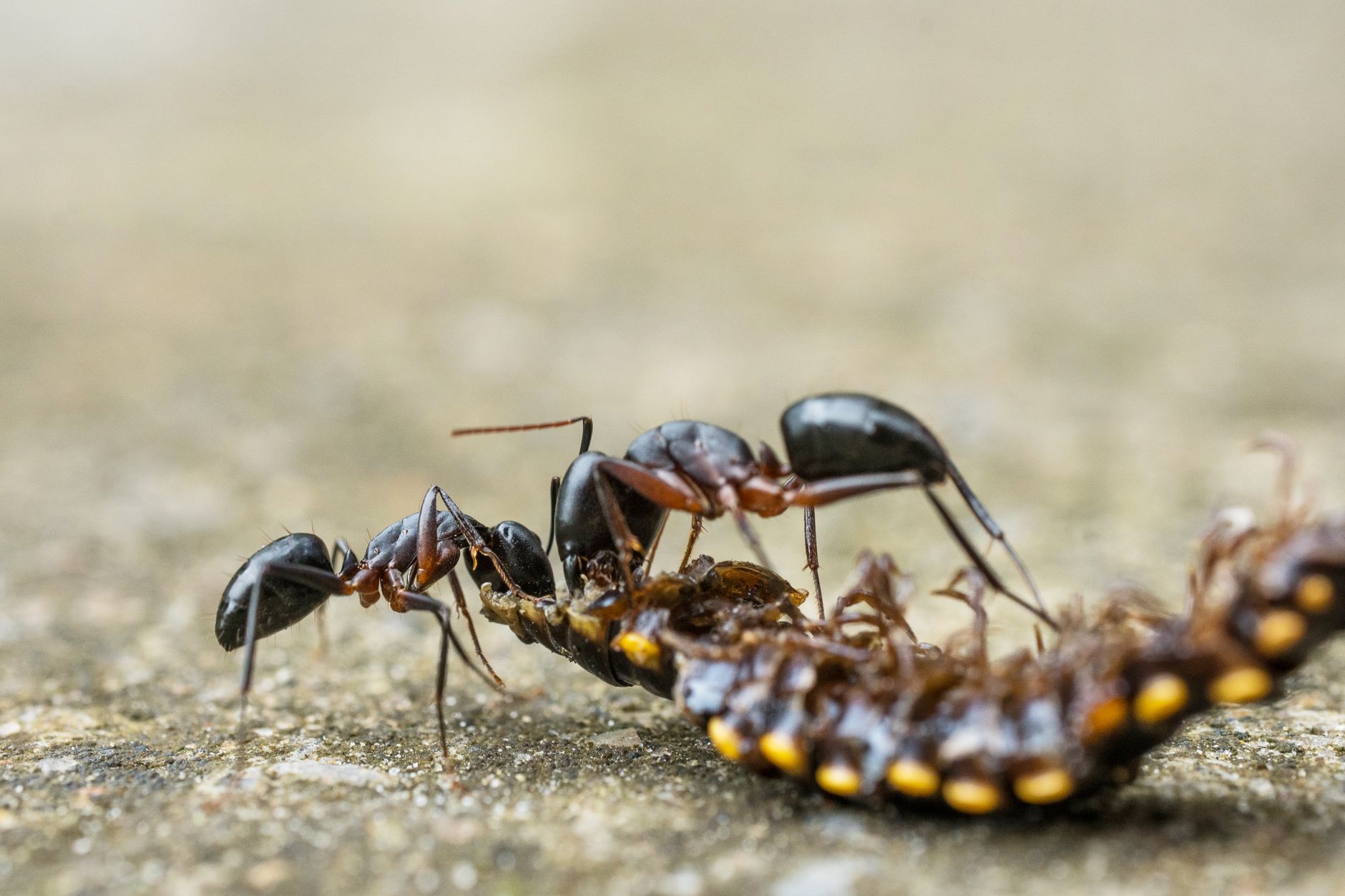 Detailed close-up of a black ant interacting with a centipede on a textured surface.
