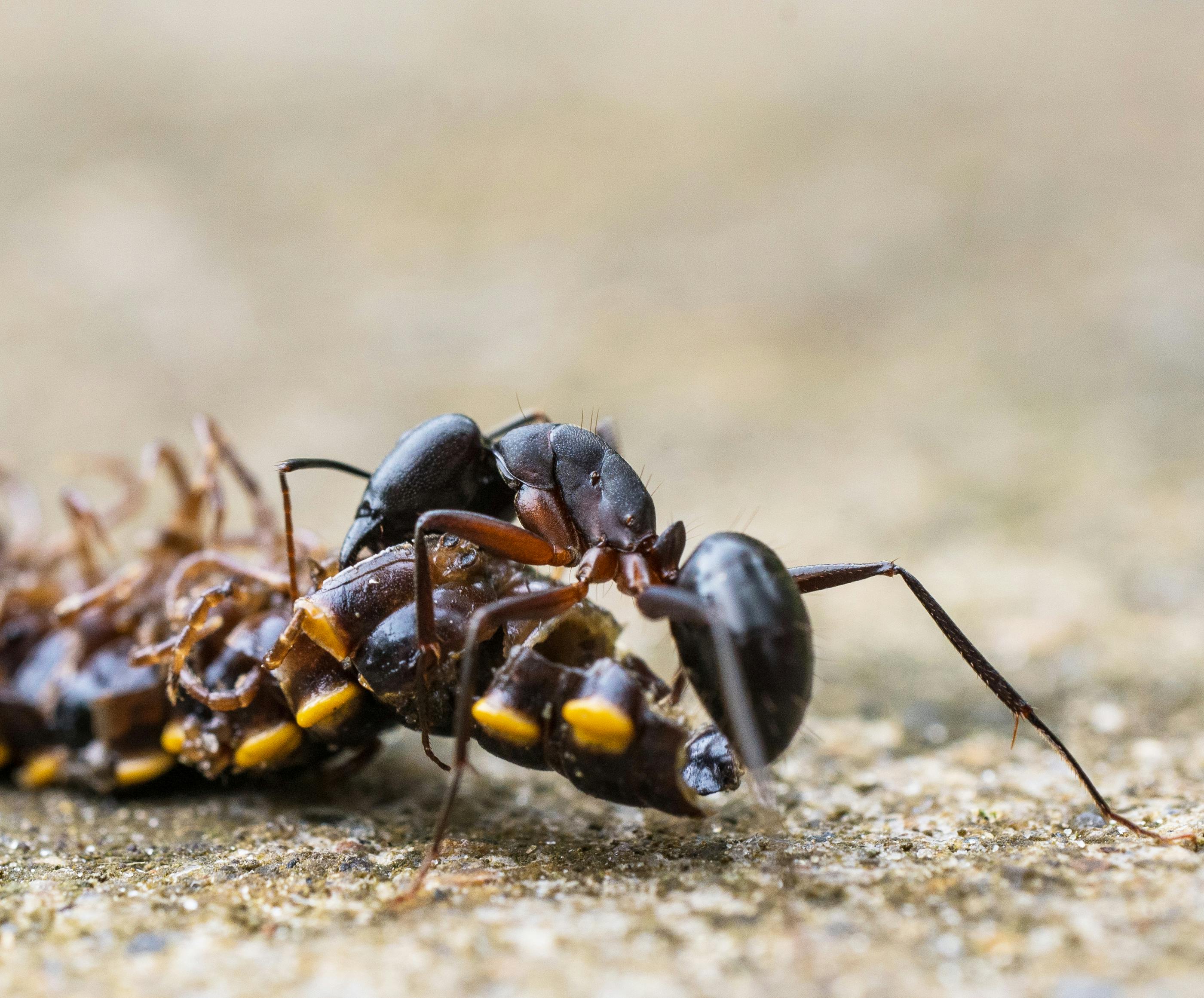 An Ant And A Centipede In Macro Photography · Free Stock Photo