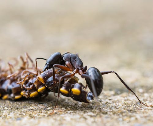 Free An Ant and a Centipede in Macro Photography Stock Photo
