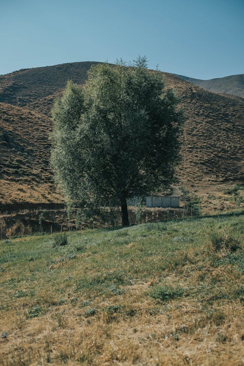 Kostenloses Stock Foto zu außerorts, baum, blauer himmel