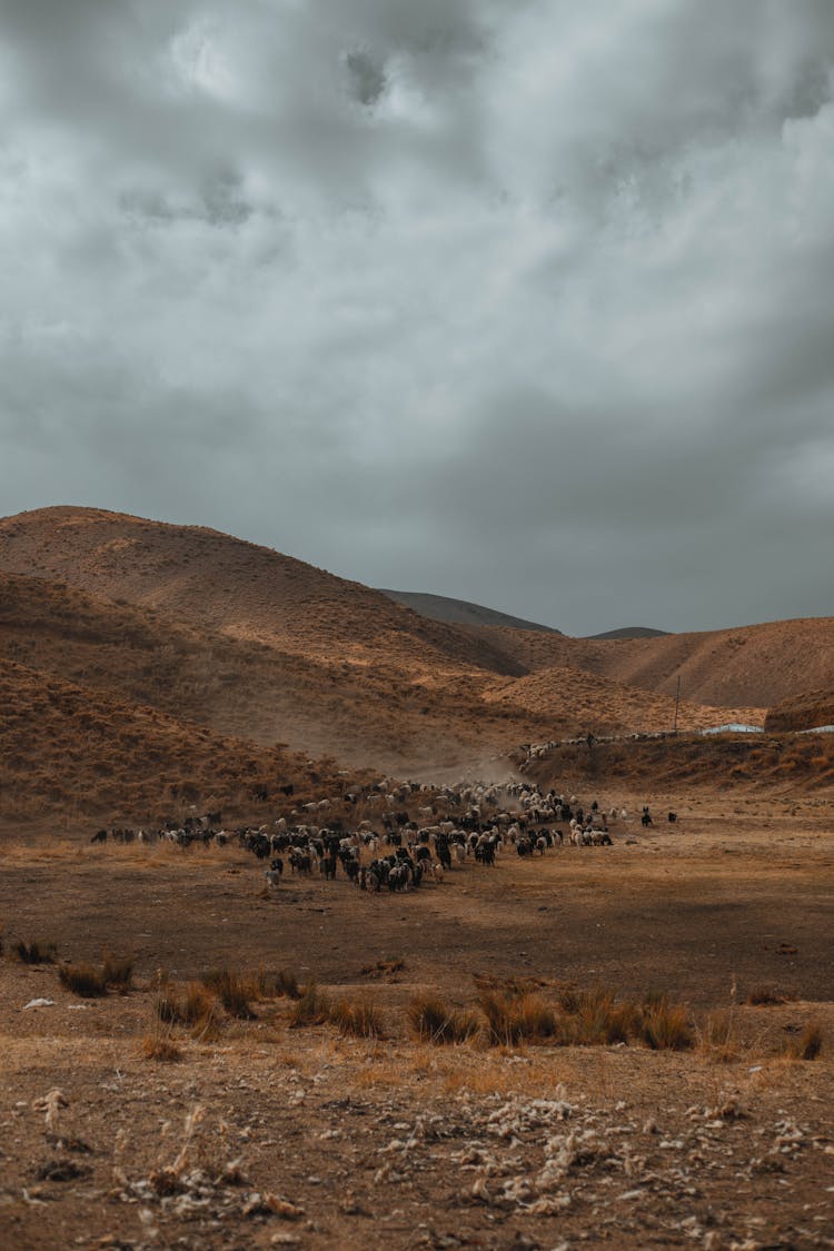 Ranching In Mountains